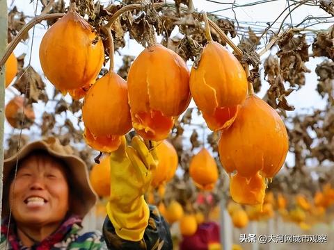 黄金果怎么种（黄金果种植技巧分享）