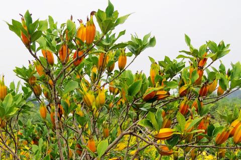 黄金果怎么种（黄金果种植技巧分享）