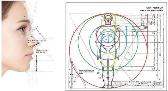 人体黄金分割线怎么算（探讨人体黄金分割比例的计算方法）