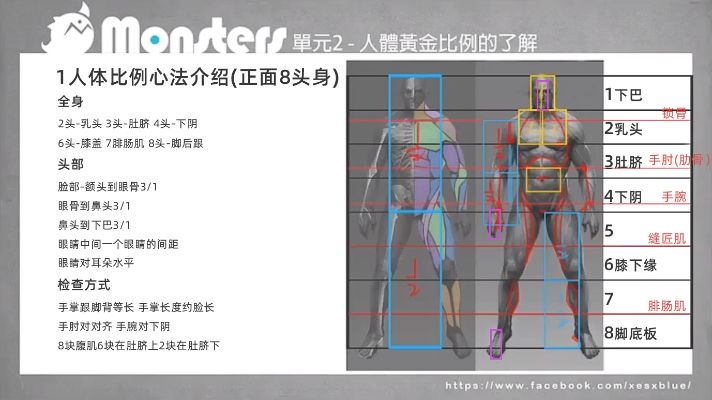 人体黄金分割线怎么算（探讨人体黄金分割比例的计算方法）