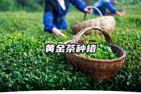 黄金茶叶怎么快速提苗（黄金茶叶种植技巧分享）