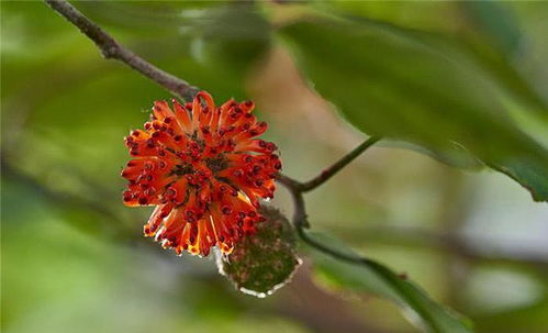 怎么种植黄金树,黄金树种植技巧分享