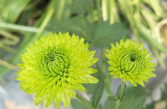 黄金蕾花炮怎么样（黄金蕾花炮的特点和使用方法）