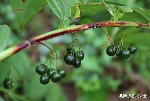 黄金植物药材怎么吃（黄金植物药材的食用方法）