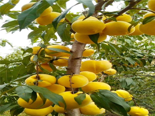 黄金蜜桃怎么种口感好（黄金蜜桃种植技巧分享）