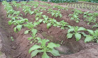 土黄金种植技巧分享,土黄金的营养功效和食用方法