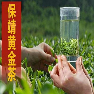 保靖黄金茶怎么识别（鉴别保靖黄金茶的方法）