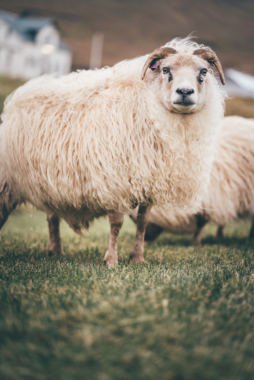 如何在goat游戏中购买黄金羊