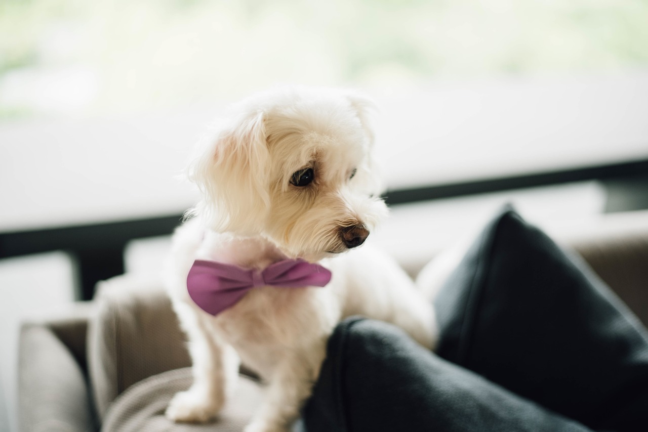 选购黄金猎犬幼犬的指南