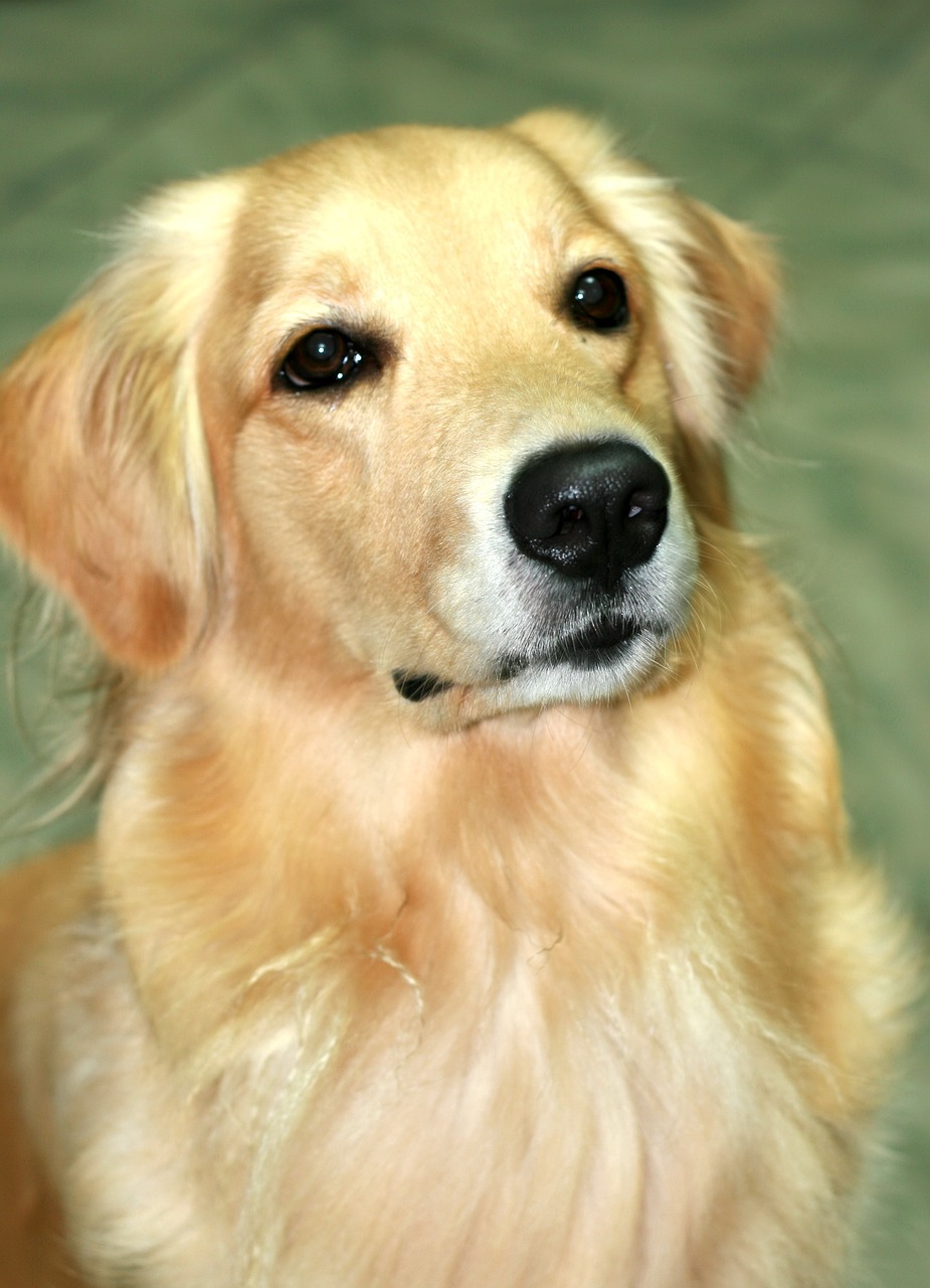 选购黄金猎犬幼犬的指南