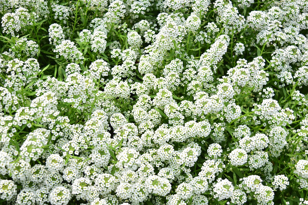 黄金春雨植物怎么养殖