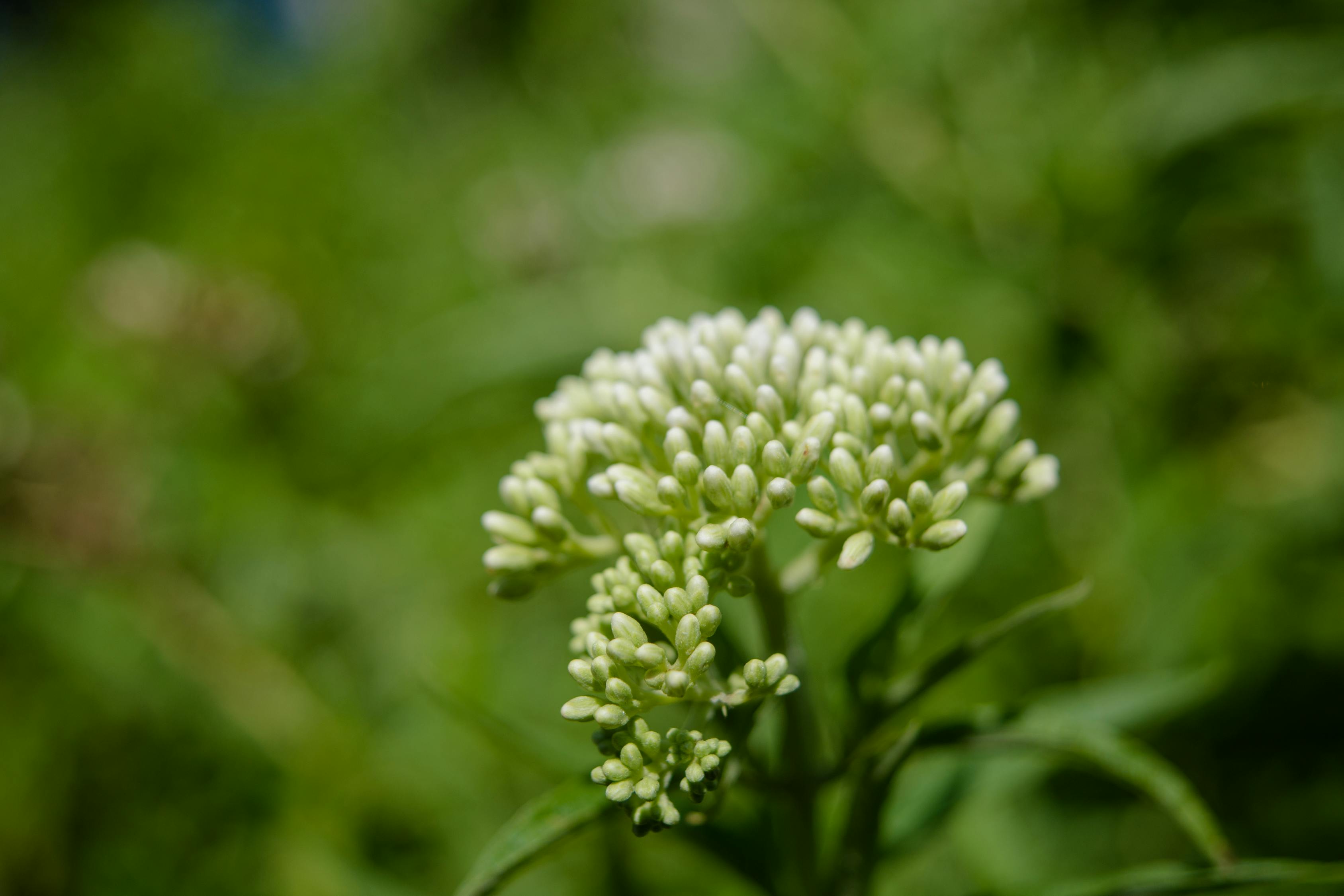 山西黄金菊的种植与养护指南