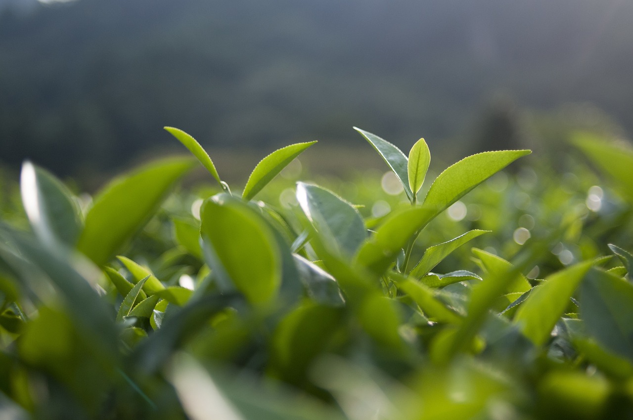 Title: 黄金芽茶，一种珍稀而独特的茶叶品种