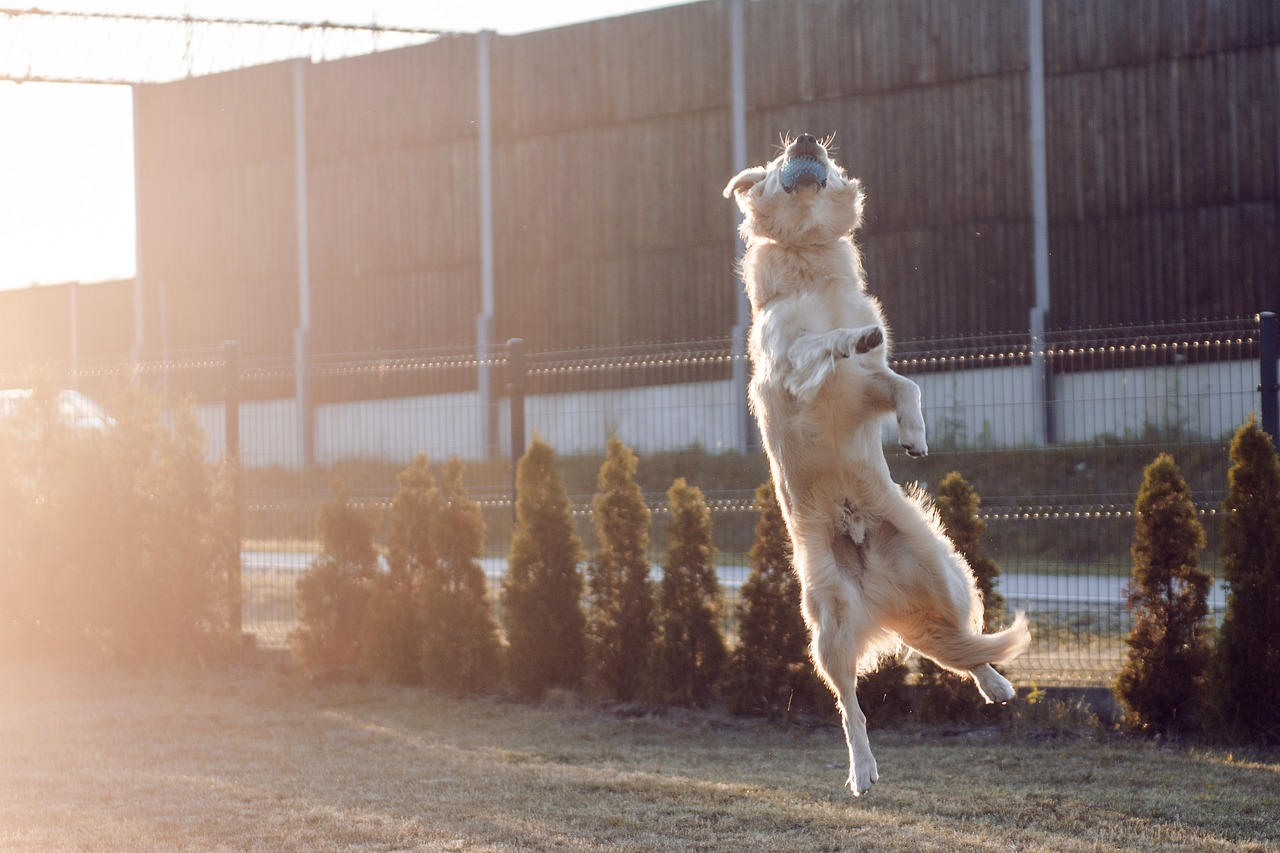 黄金猎犬的配食指南