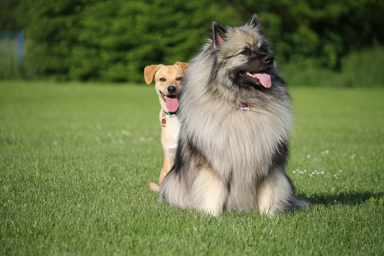 黄金边牧，闪耀的犬界明星