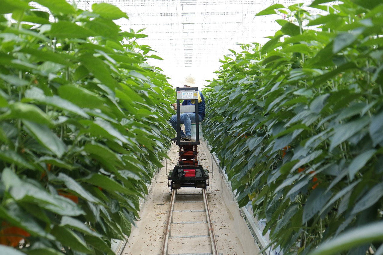 黄金蜜桃的种植与口感优化