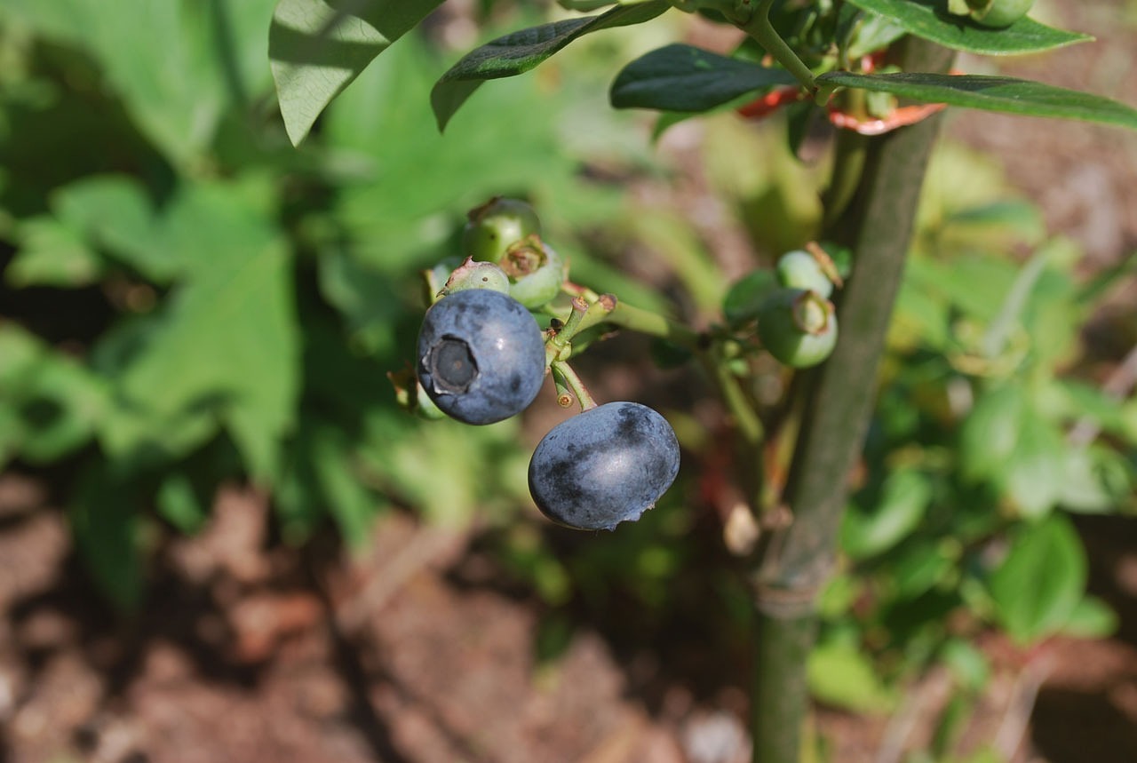 黄金蜜桃的种植与口感优化