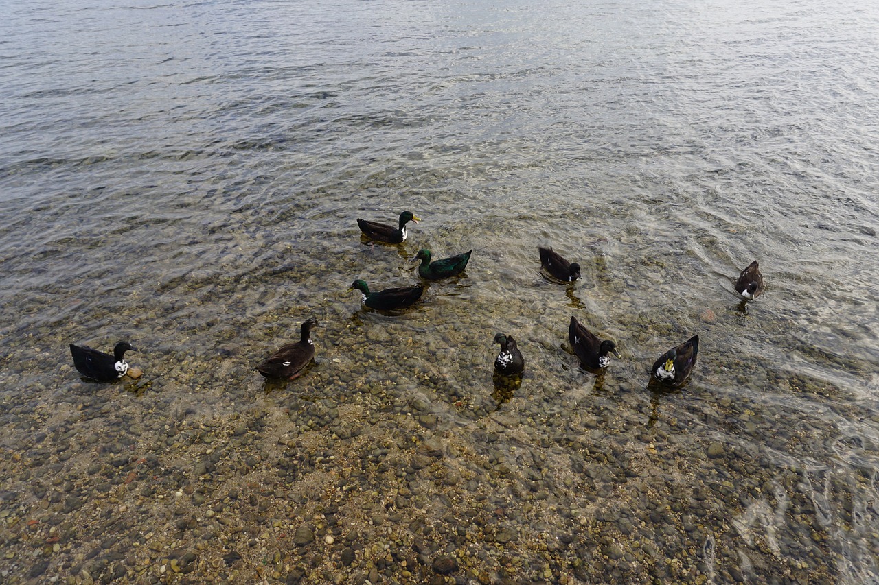 黄金泥鳅怎么繁殖视频大全