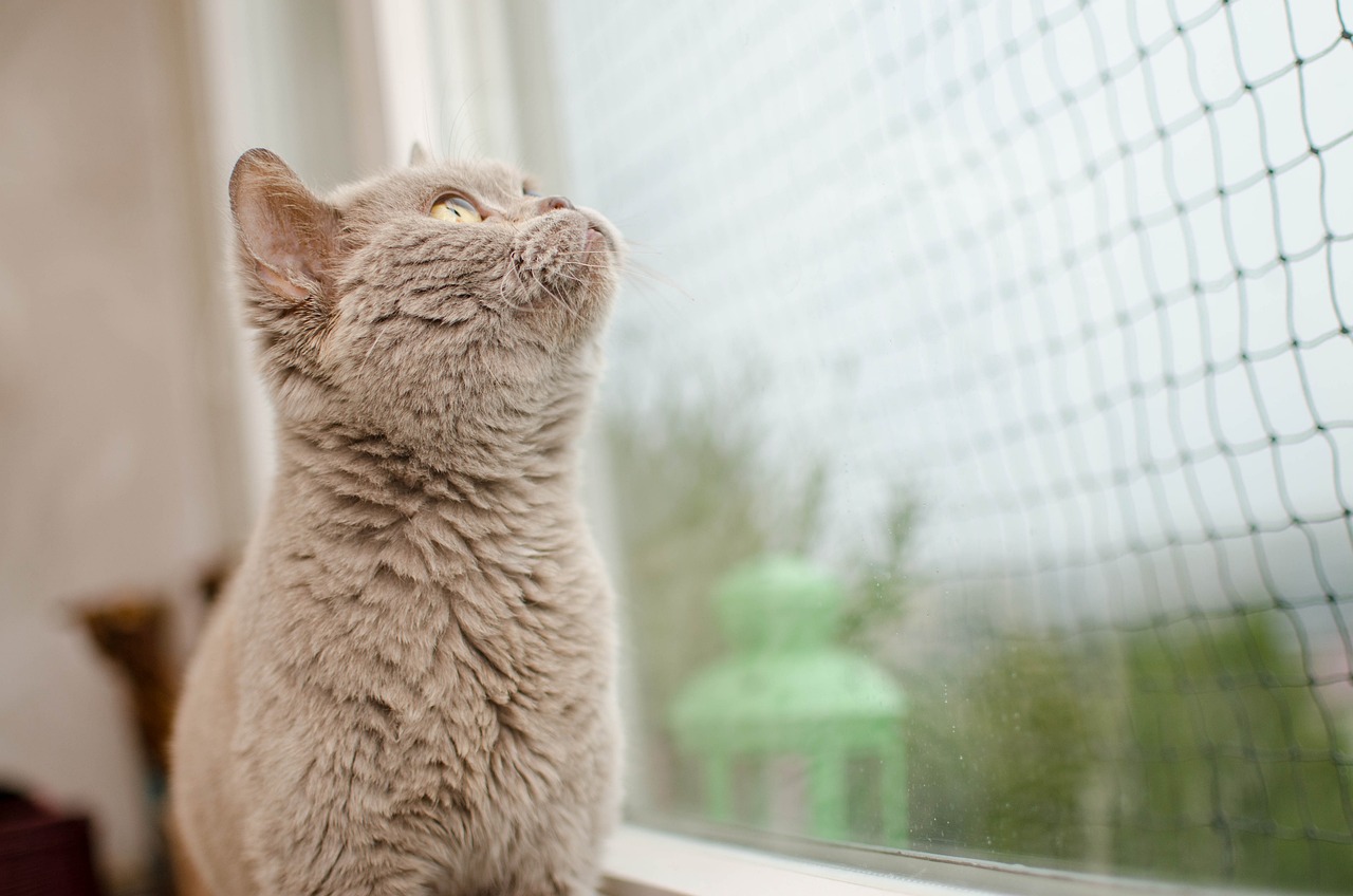 猫和老鼠，黄金猎犬的奇幻之旅