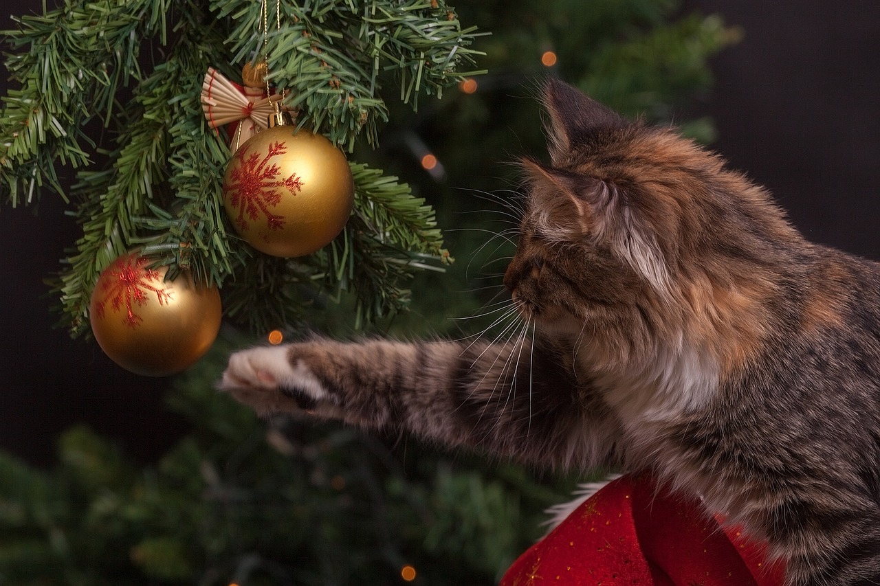 黄金猫猫白鲨获取指南