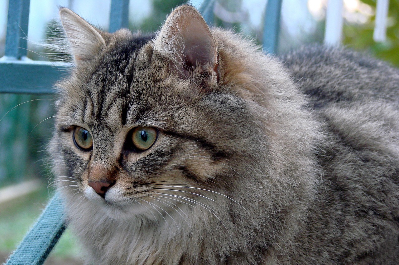 黄金猫猫白鲨获取指南