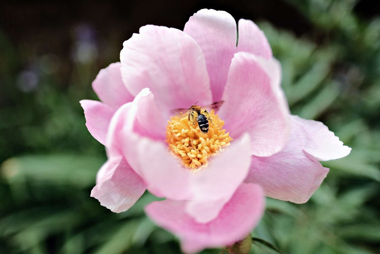 在家怎么养黄金蜜蜂花