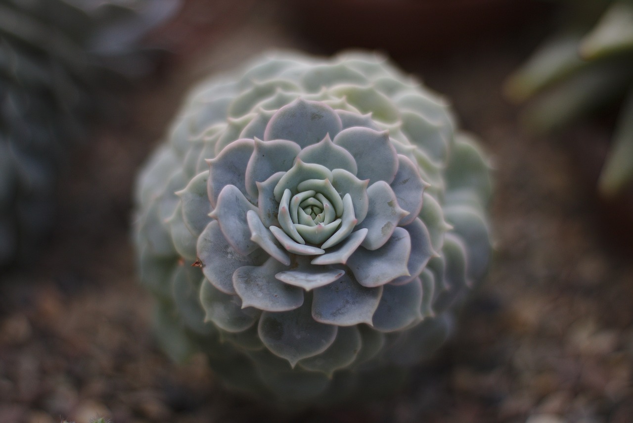 黄金貔貅的居家摆放艺术，打造财运旺盛的温馨空间