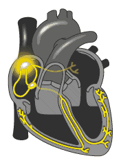 心脏工作(心脏工作原理图)