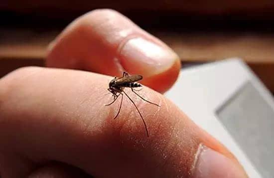 蚊子传播的疾病(蚊子传播的疾病包括)