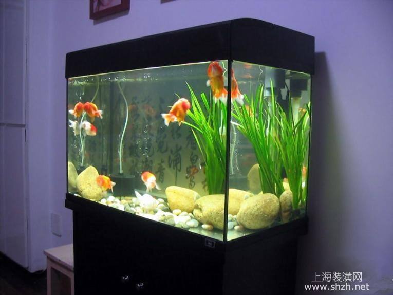小鱼缸适合养什么鱼(20厘米小鱼缸适合养什么鱼)