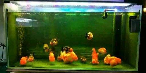 小鱼缸适合养什么鱼(20厘米小鱼缸适合养什么鱼)