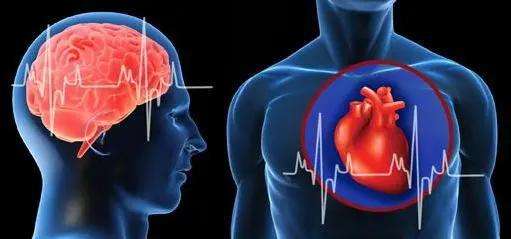 心脑血管疾病(心脑血管疾病的预防与保健)