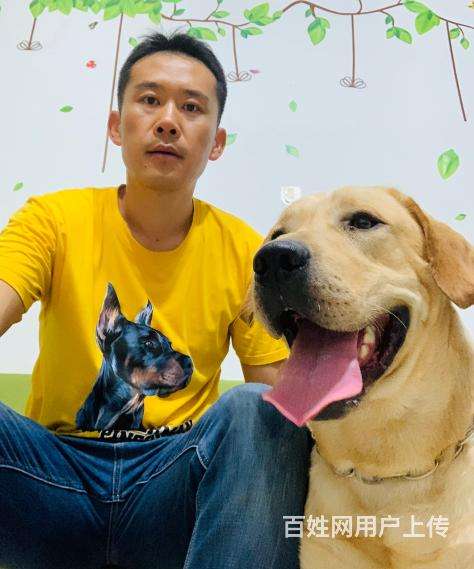 哪里有训狗的(训狗是怎么训的)