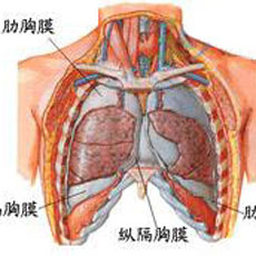 胸膜疾病(胸膜疾病包括哪些疾病)