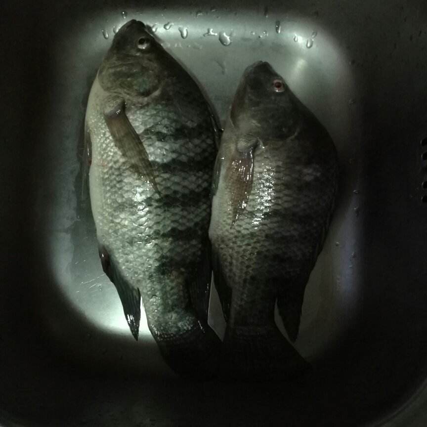 罗非鱼是哪里的(罗非鱼是哪里的入侵物种)