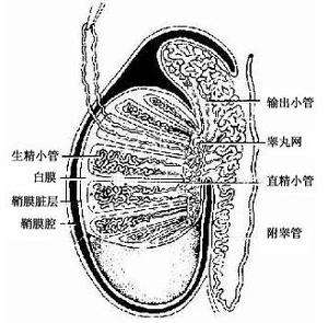 阴囊疾病(阴囊疾病症状图片)