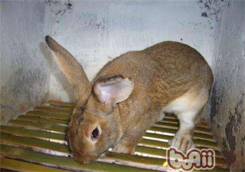兔子疾病(兔子疾病分析及症状)