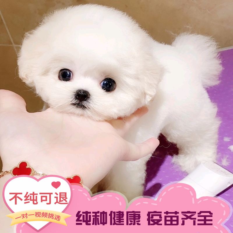哪里买宠物狗(上海哪里买宠物狗)