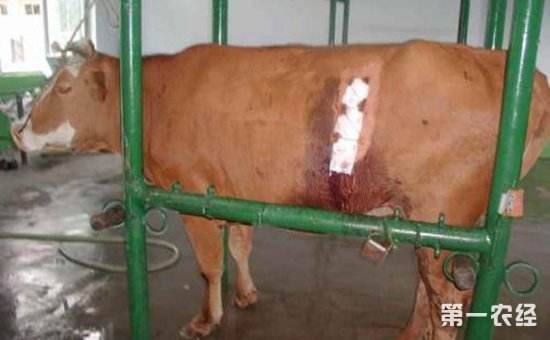 牛的常见疾病(牛的常见疾病有哪些?怎样防疫?)